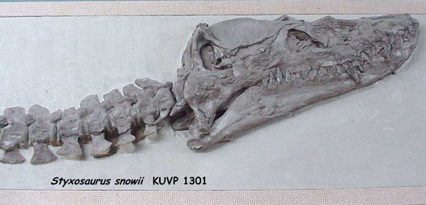 Styxosaurus snowii