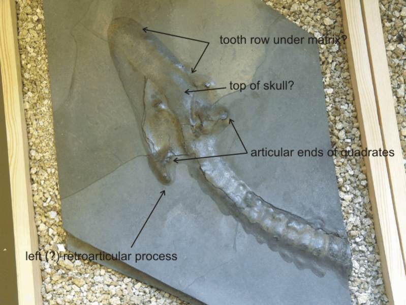The Collard Plesiosaur