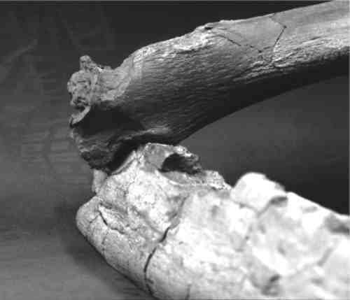 The mark on this femur of Cryptoclidus matches the shape of the lower jaw of Liopleurodon.