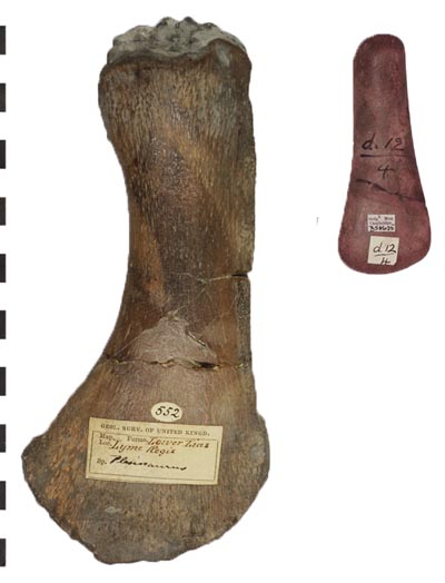 Comparted tp plesiosaurus dolichodeirus