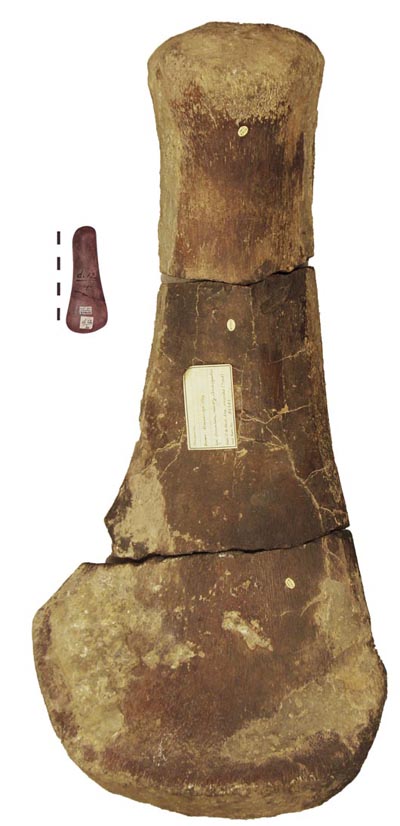 Compared to Pliosaurus